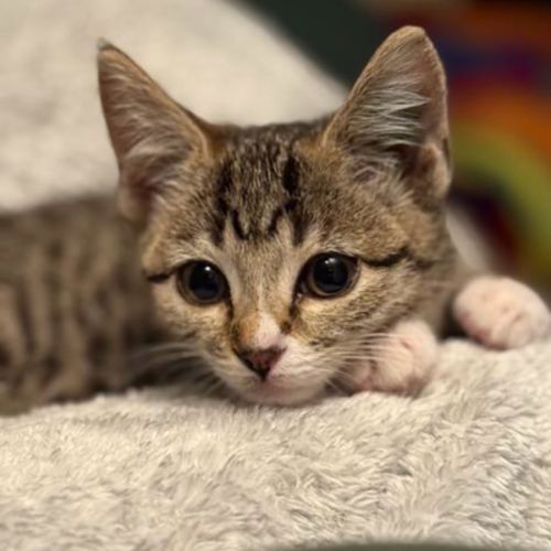 Goose Muffin meet me@chelsea petstock