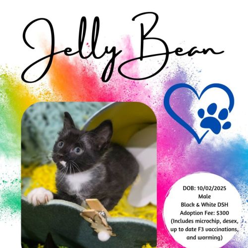 Jelly-Bean