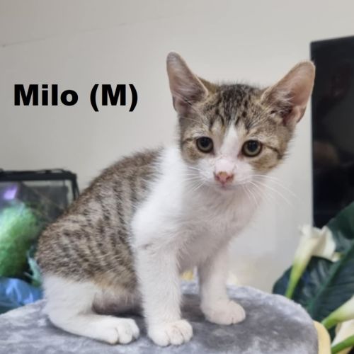 Milo