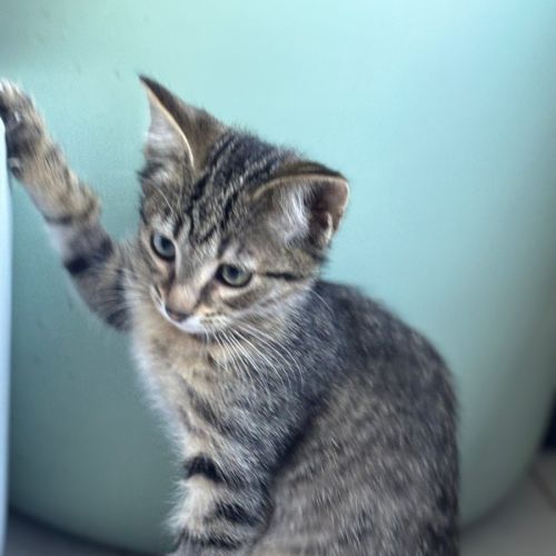 Pom Pom meet me @petstock Mornington Nepean hwy 