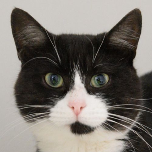 Mr Meow