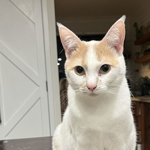 Tiger Lilly Assisted Rehoming