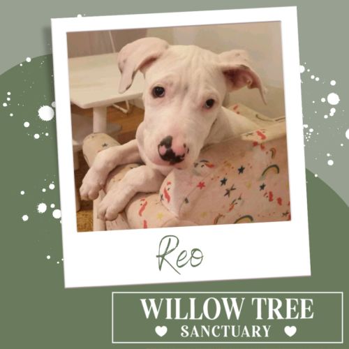 Reo