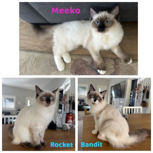 Rocket - now available at PET Quarters Broadmeadow