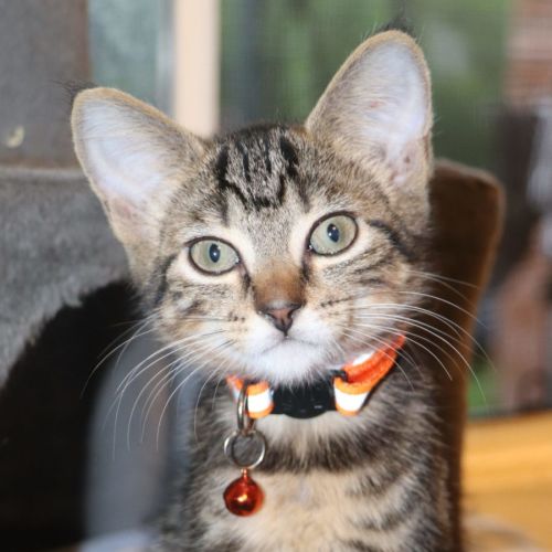  Joey - now at PET Quarters Belmont 