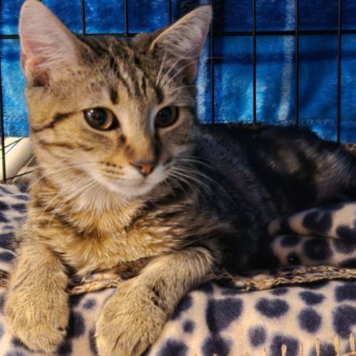 Autumn - Located in Templestowe