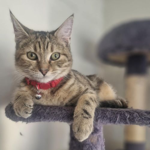 Chloe - Located in Wallan