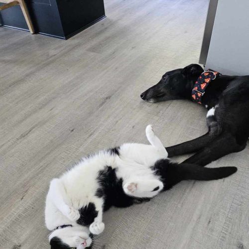 Rodney, the cat friendly greyhound