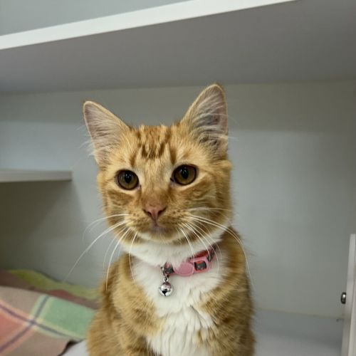 Rosie