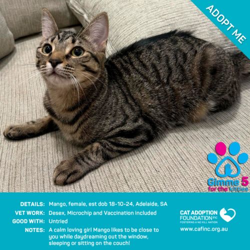 Mango Just $100 Limited Time!