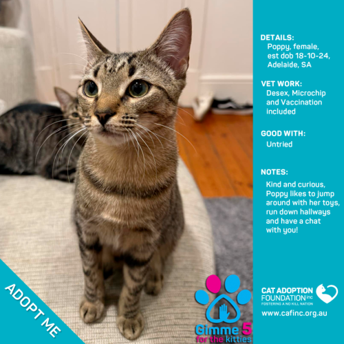 Poppy Just $100 Limited Time!