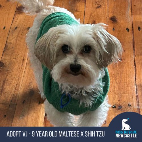 VJ - 9 Year Old Maltese X Shih Tzu