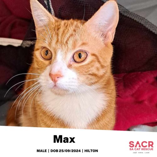 Max