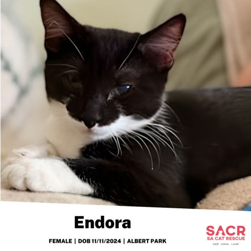 Endora