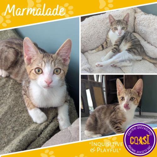 Marmalade