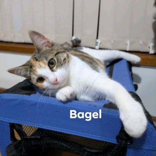 Bagel