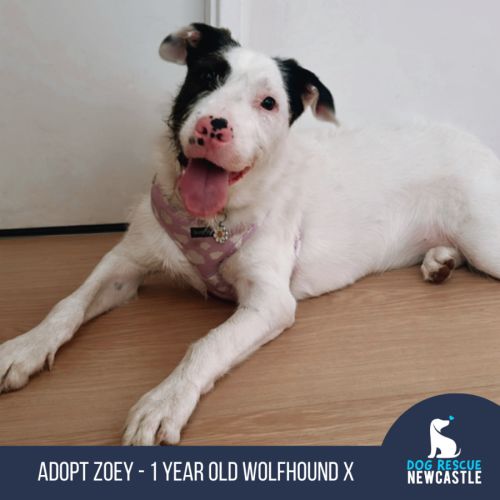 Zoey - 1 Year Old Wolfhound X