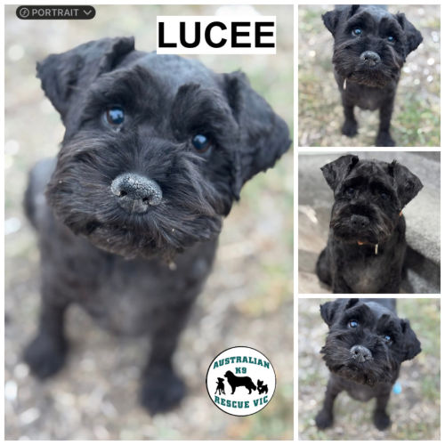 Lucee