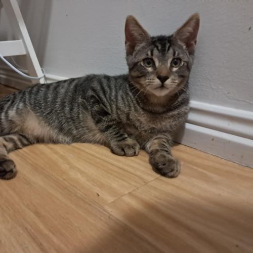 Milo