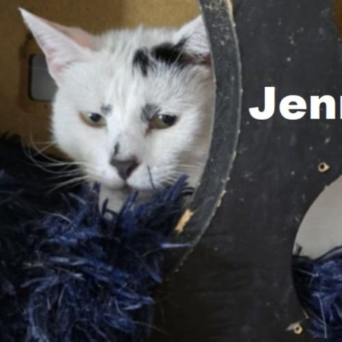 Jenni-Ren