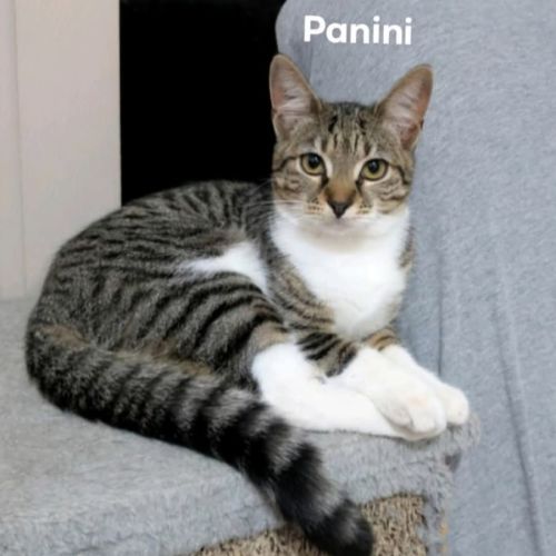 Panini