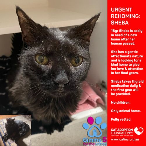 Sheba Private Rehoming No Charge!