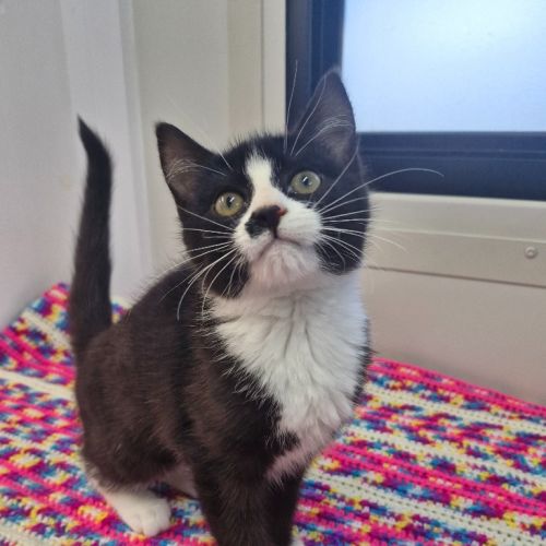 Little Mim - Petstock Invermay