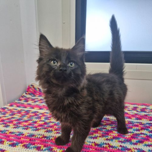 Sarah - Petstock Invermay