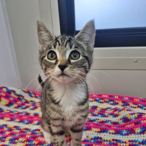 Sweet Pea - Petstock Invermay