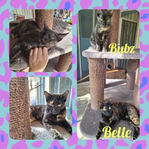 No photo for Belle & Bubz
