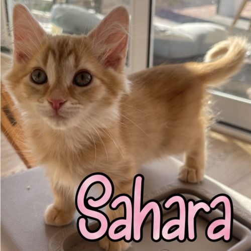 Sahara 