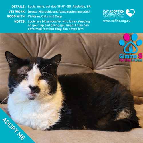 Louis Only $50 Limited Time!