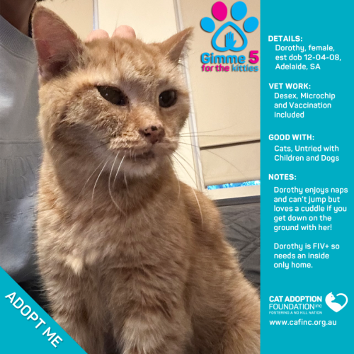 Dorothy Adoption Fee Waived!