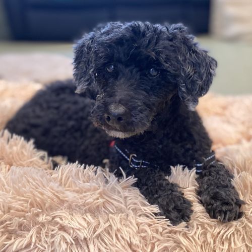 Rosie