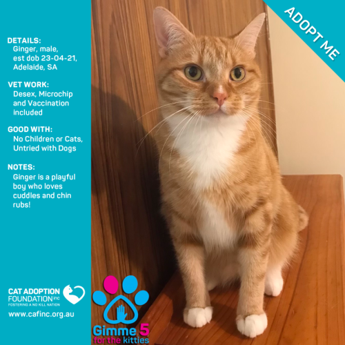 Ginger Only $50 Limited Time!