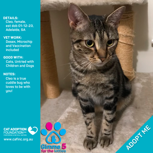 Cleo Only $50 Limited Time!