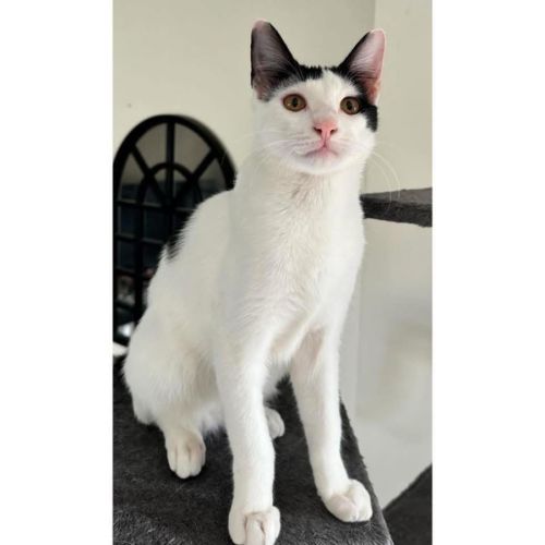 No photo for 11681   Fizbo