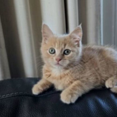 Yuki