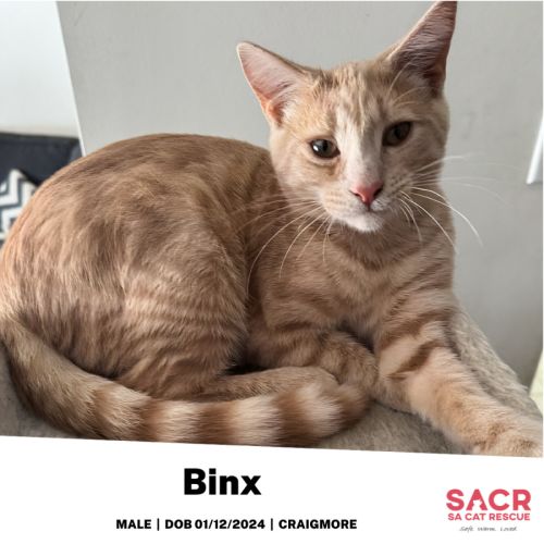 Binx