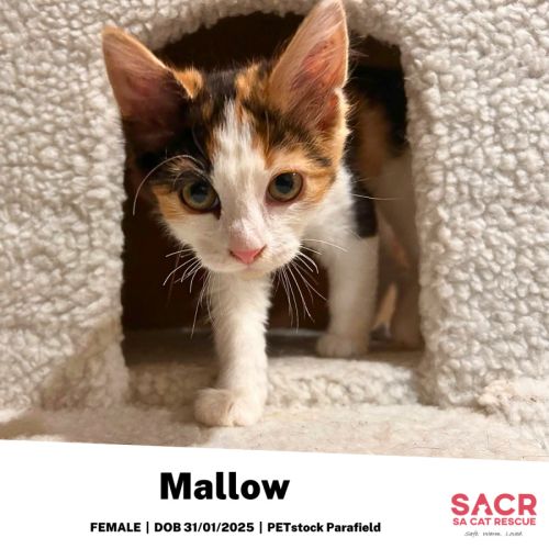 Mallow