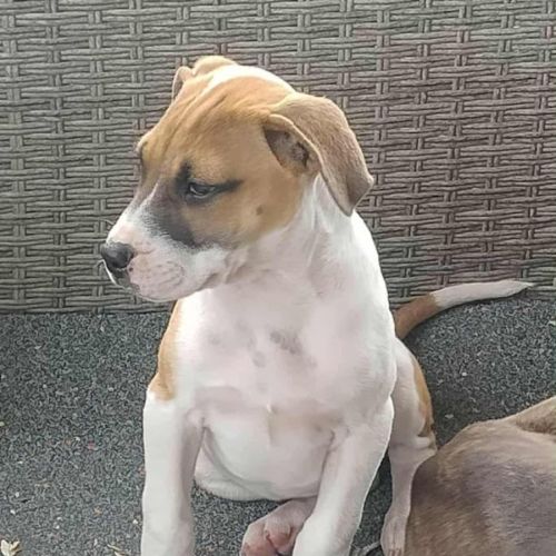 Bella 🌹beautiful Staffy puppy