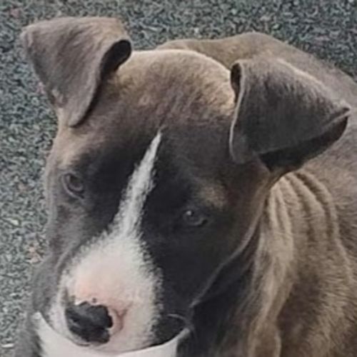 Tina🥇12 week old Staffy x Ridgeback puppy