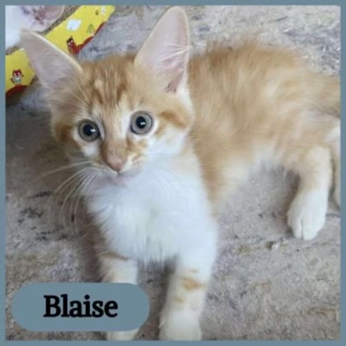 Blaise 