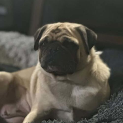 Lucy Pug
