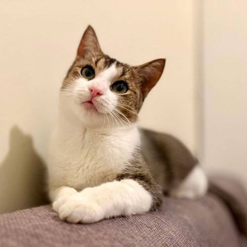 Cuddles - Located in Rosanna