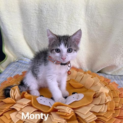 Monty