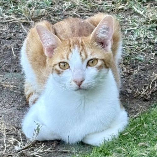 No photo for Sheldon