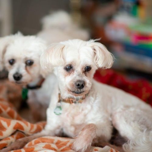 Wally and Ollie Peggotty