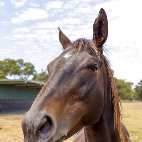 Jarrah