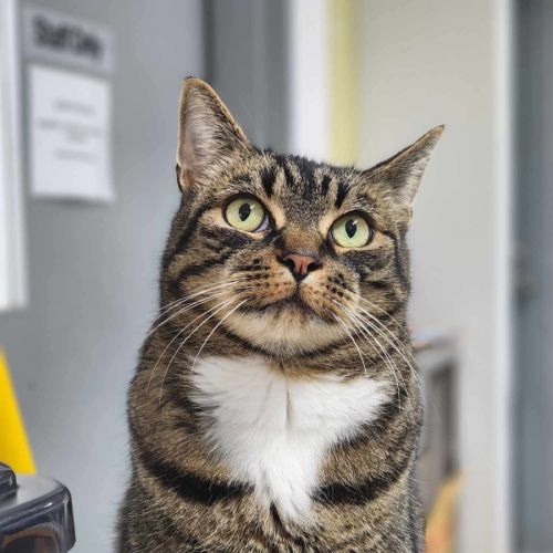 🎮 Nippet 5903 🎮